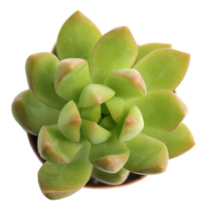 2" Sedum Adolphi